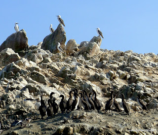 Guanay Comorants below, piqueros above.  Both are major producers of the guano.