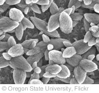 'Nanotech coating' photo (c) 2010, Oregon State University - license: http://creativecommons.org/licenses/by-sa/2.0/
