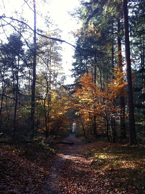 [zonnig%2520pad%255B50%255D.jpg]