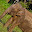 ELEFANT SRI LANKA