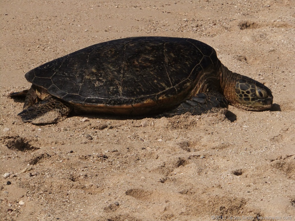 [VegasHawaii2012-1749.jpg]