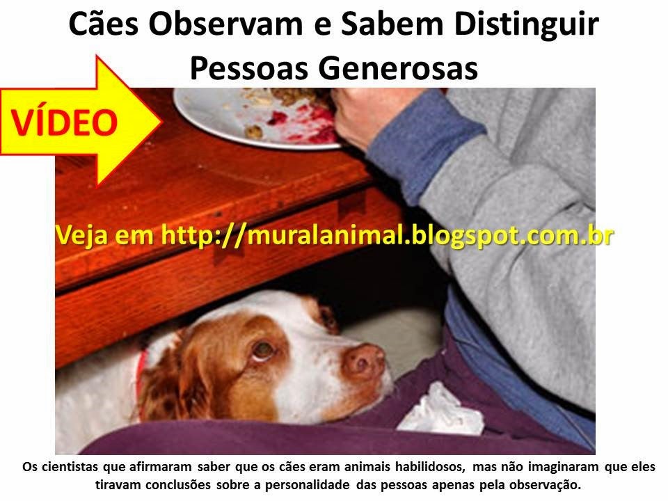 [C%25C3%25A3es%2520Observam%2520e%2520Sabem%2520Distinguir%2520Pessoas%2520Generosas%255B3%255D.jpg]