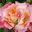 P1020816_edited-1.jpg