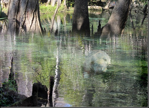 Wk 5 Manatee Springs w Manatee Art LO_ed 2