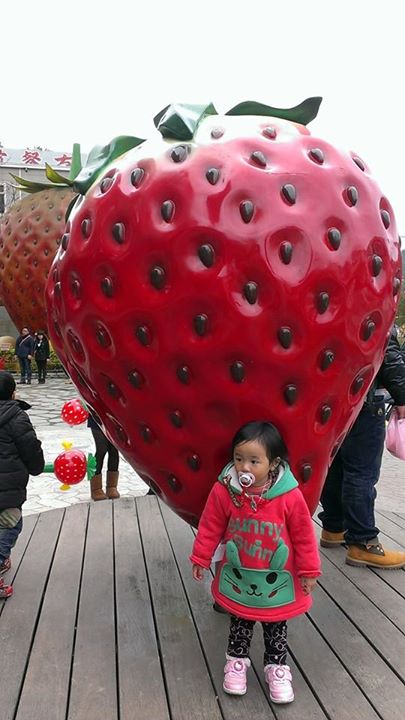 苗栗大湖~六合草莓園~