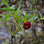 DSC_0826.JPG