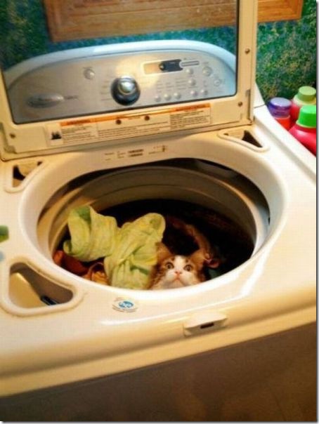 funny-animals-cute-40