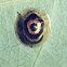 Target Beetle