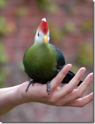 aviary
