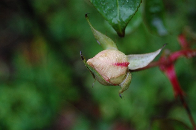 [DSC_6437%255B5%255D.jpg]