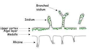 Isidia Isidia