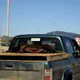 North Island - someone went hunting for wild boar...