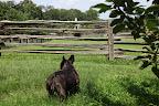 No, I don't see them in the paddock.  Betsy must have them in the stable, protecting them from this blazing hot sun.