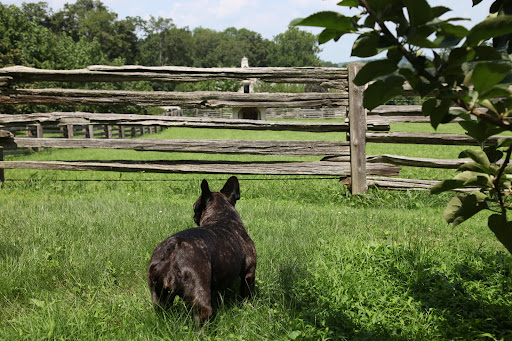 No, I don't see them in the paddock.  Betsy must have them in the stable, protecting them from this blazing hot sun.