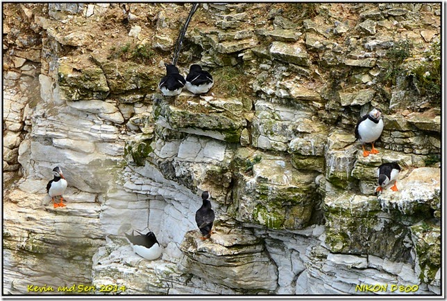 RSPB Bempton Cliffs - Summer