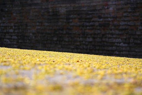 Yellow in garten