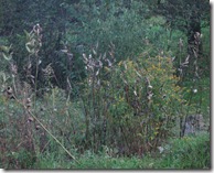 IMG_7618 IMG_7618