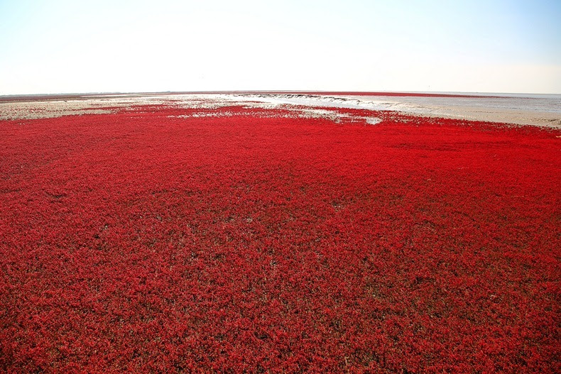 Panjin Red Beach, China Amusing
