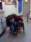 The shelter sent Georgie for neuter surgery, and I had the honor of picking him up for his first trip outside the shelter in over a month. This was our first in-person (well, dog-person) meeting! He was still a little groggy from surgery. He was much smaller than I thought he'd be -- and cute as a button!