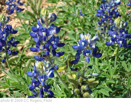 'Bluebonnets' photo (c) 2009, CC Rogers - license: http://creativecommons.org/licenses/by/2.0/