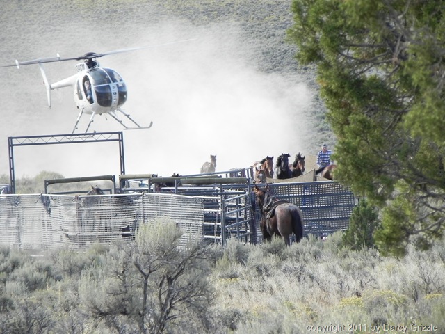 [blogpic16horsebreaksfreeDSCN917626.jpg]