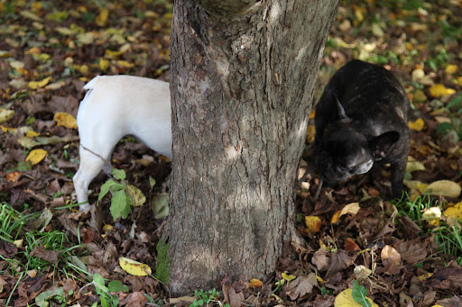 Oh, Francesca!  I'm done with the Ginkgo.  Come and play with me!  I was sure to tiptoe around the stinko biloba fruits and my feet don't smell one bit badly.