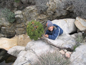 Kaiel liked this tree as it seemed to grow directly out of solid rock.