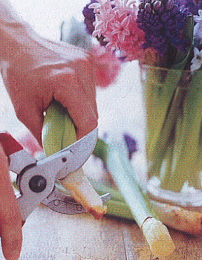 When preparing to arrange flowers that grow from bulbs, cut off the firm white portion at the bottom of the stem. If you do not remove this thickened tissue, the flower will have difficulty drawing water up its stem. (The Best of Martha Stewart Living -- Arranging Flowers)
