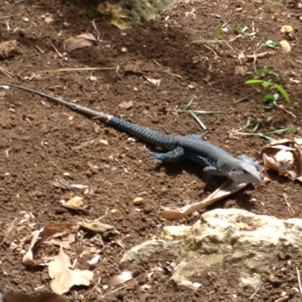 Puerto Rican Ground Lizard. Project Noah