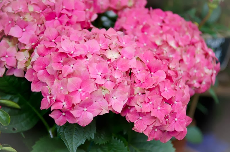 [Annecy%2520Morning%2520Blog-37%255B3%255D.jpg]