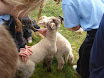 Lambs in school 2011 006.jpg
