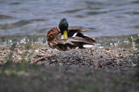 DSC_0141.jpg DSC 0141