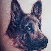 German Shepherd #2
