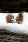 I think I see Rufus through the ice.