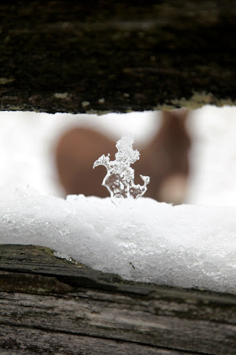 I think I see Rufus through the ice.