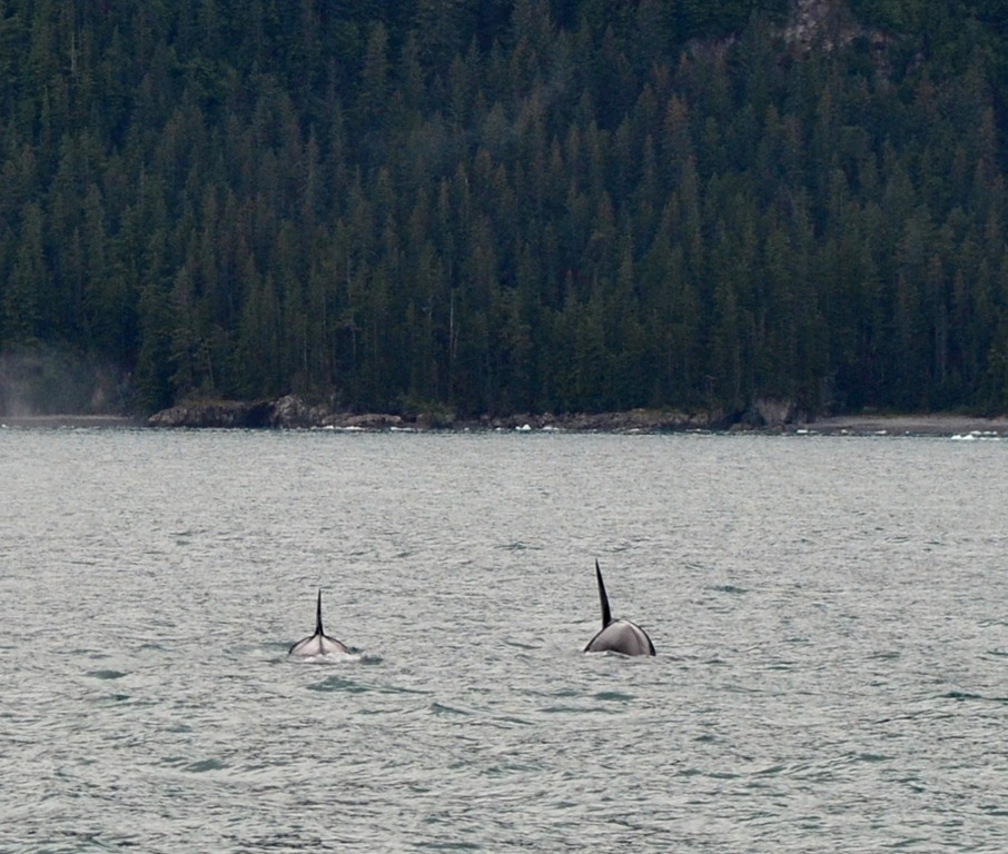 [Valdez%2520Day%252026_3164%255B3%255D.jpg]