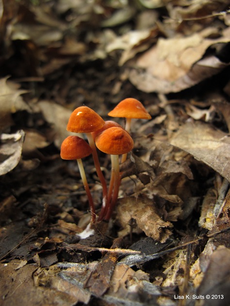 orange mushrooms 4 tiny
