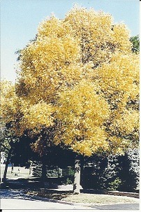 [Autumn-Tree3.jpg]