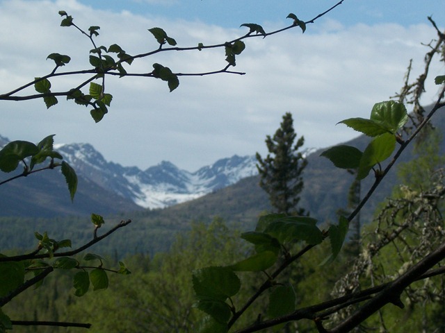 [trees%2520with%2520mopuntain%2520in%2520background%255B6%255D.jpg]
