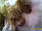 PAOLITA durmiendo en su nuevo hogar