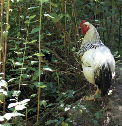 Rooster 
