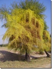 450px-Cuscuta_parasite_plant