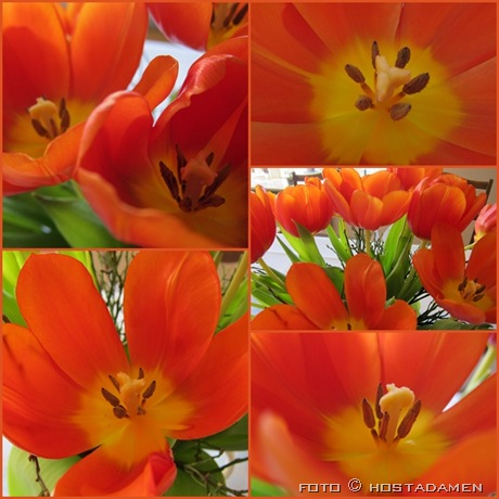 tulipaner_02