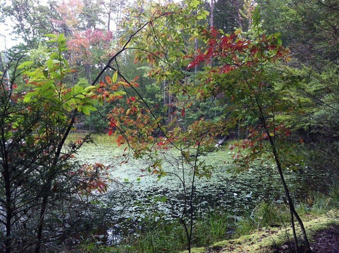 IMG_3437.JPG (2)