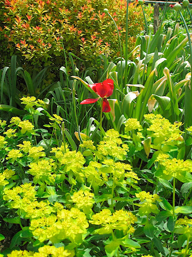 Just the thing for the eye that has grown tired of namby-pamby spring pastels!