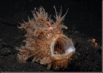 Amazing Animals Pictures Angler Fish (2)