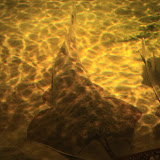 Im Aquarium in Skansen. Stockholm - 3 Tag 249.jpg