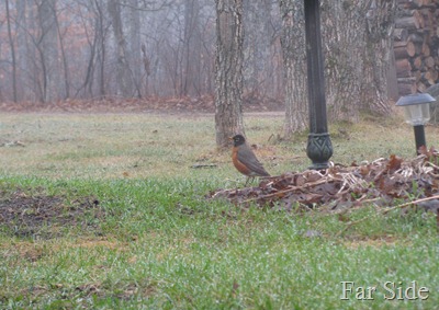 First Robin March 23 2012