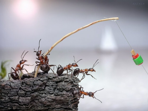 [Life-of-Ants-Andrey-Pavlov-21%255B2%255D.png]