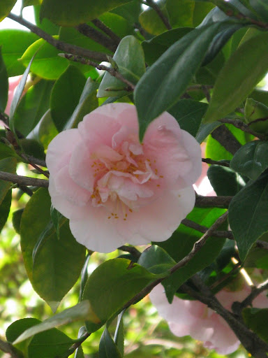 This beautiful camellia japonica 'Virginia Robinson' is named for Mrs. Robinson.